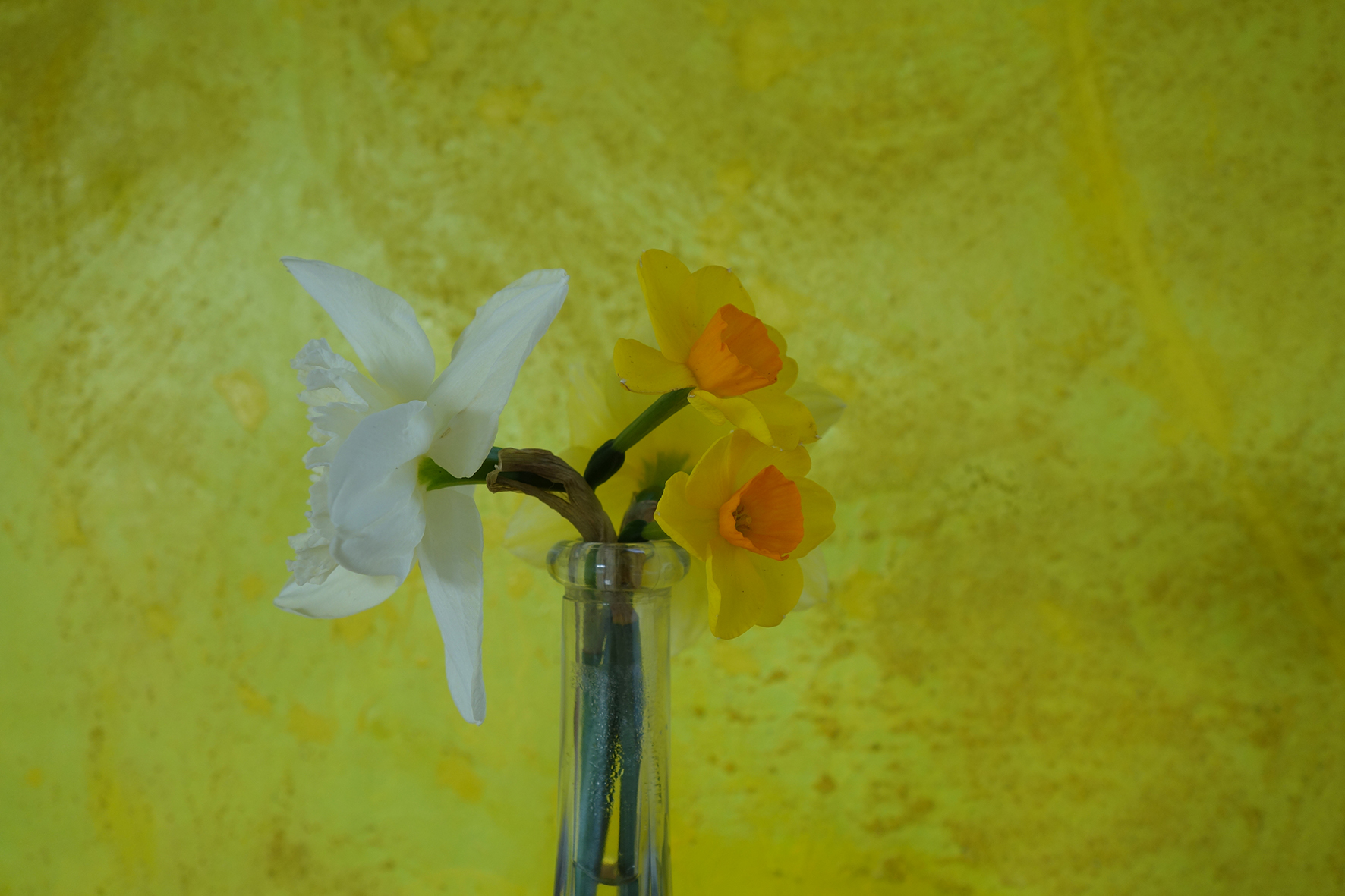 narcissen